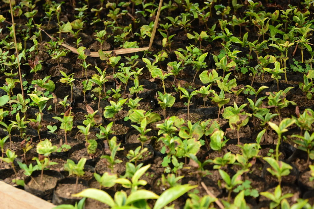 Pépinière à Ambohijanaka. 