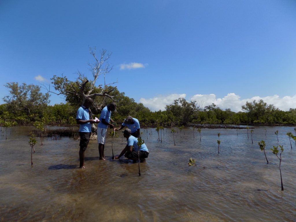 Suivi des mangroves par les rangers