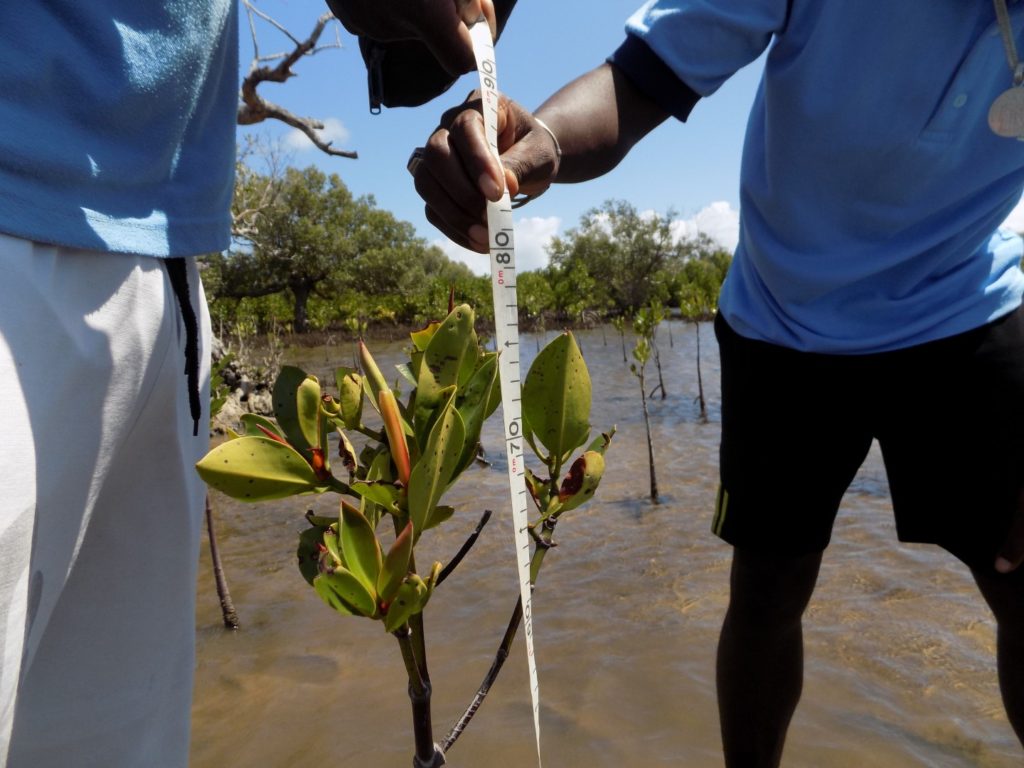 Mesure des mangroves