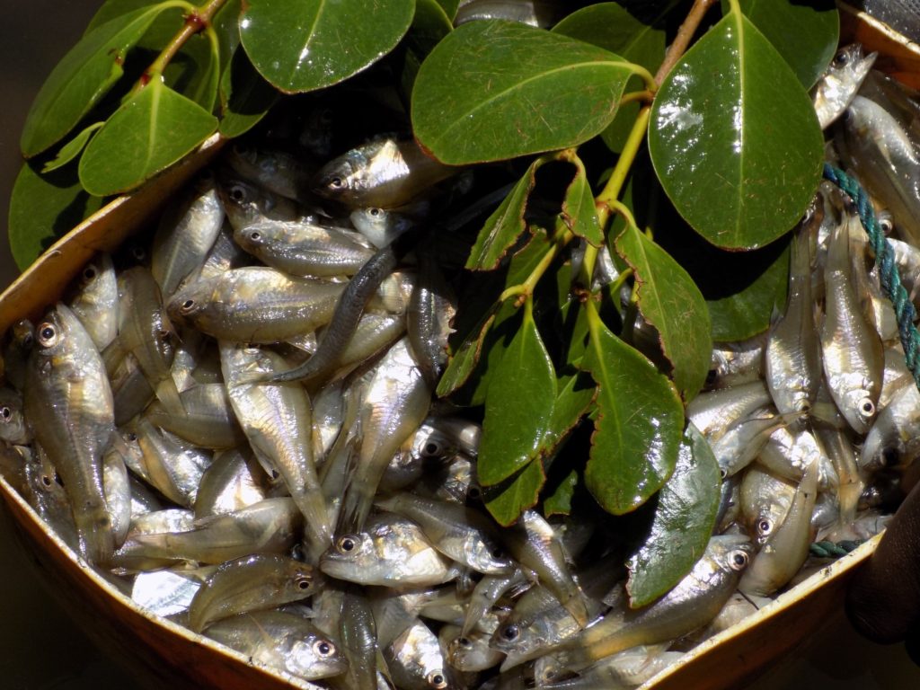 Poissons récoltées dans les mangroves