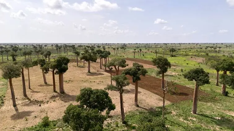 Fanamby : Suivi des Baobabs