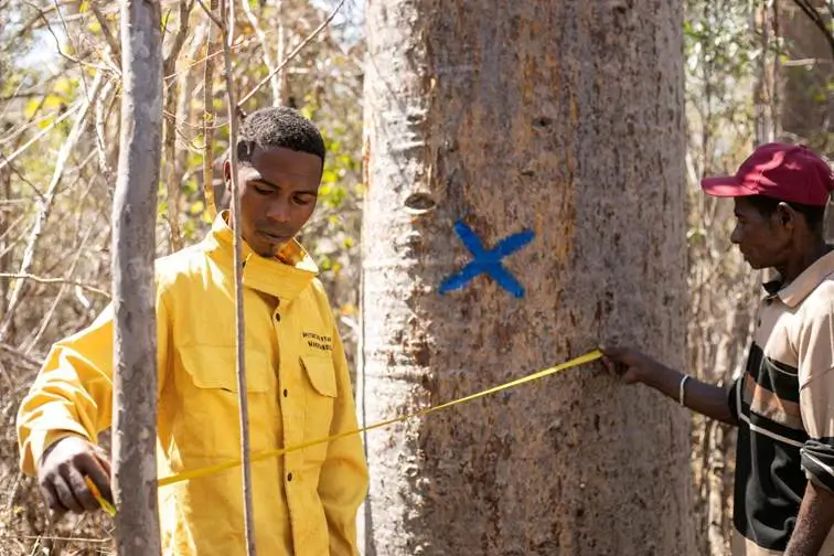 Fanamby : Suivi des Baobabs