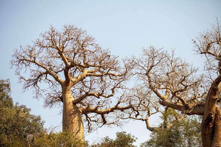 Fanamby : Suivi des Baobabs